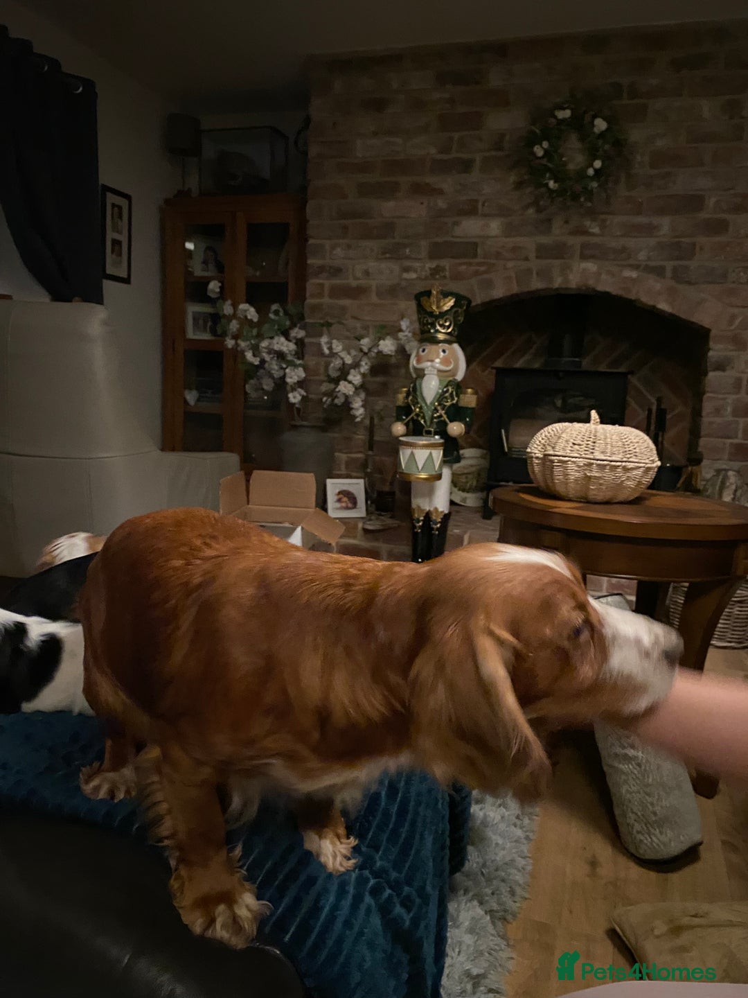 Cockalier dogs for sale: Beautiful little boys  - Image 10