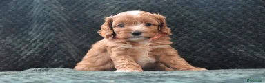 Cavapoo 6