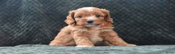 Cavapoo dogs for sale: Toy F1 Cavapoo Puppies Fully Dna Clear. - Advert 7