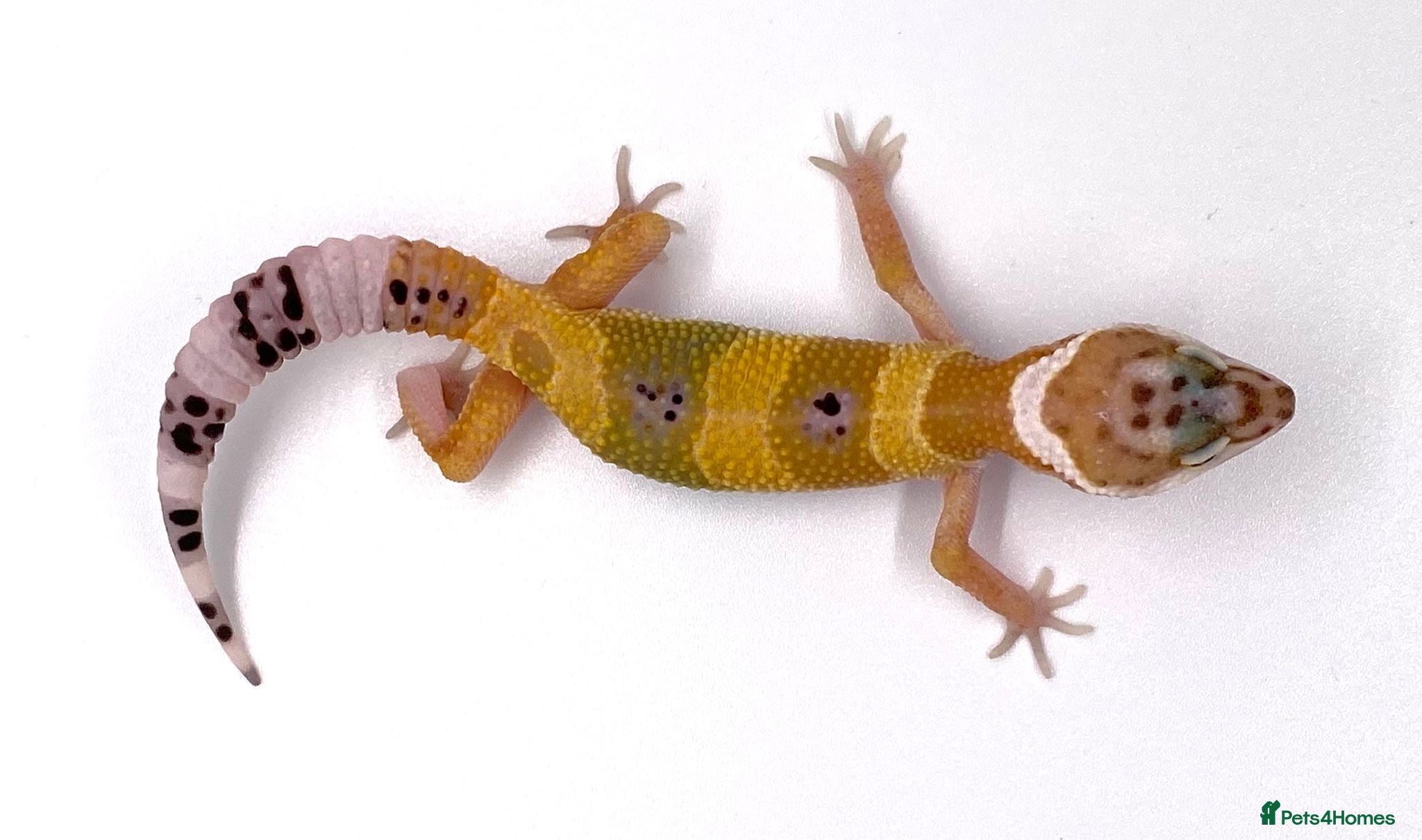 Leopard Gecko reptiles for sale: Various leopard gecko babies cb26  - Advert 4