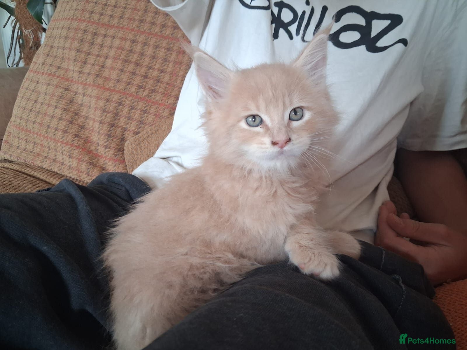 Maine Coon cats Absolutely Stunning XL health tested kittens 😍 - Advert 1