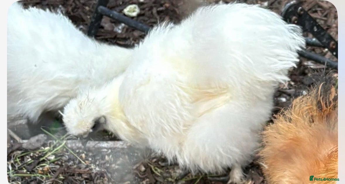 Chickens poultry 10 Silky chicks  - Advert 2