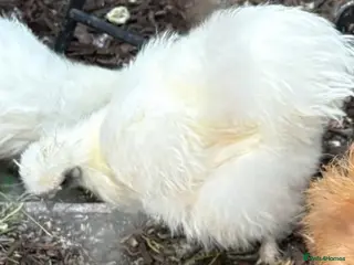Chickens poultry 10 Silky chicks - Advert 2