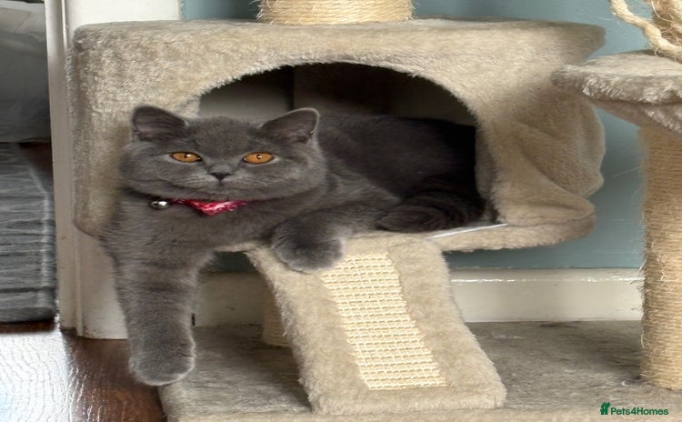 British Shorthair cats - Advert 8