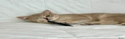 British Shorthair cats for sale: 🐾Purebred BSH Kittens🐾  in London - Advert 12