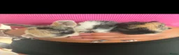 Mixed Breed rabbits for sale: bunnies for sale in Wakefield - Advert 7