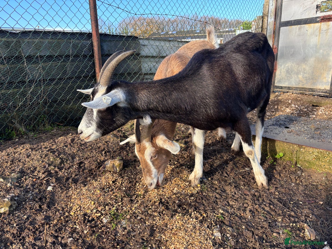 Goats livestock for sale: 3 Toggenburg Nanny Goats - Advert 3