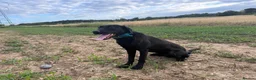 Labrador Retriever dogs for sale: 1.5 year old male Labrador  - Advert 2