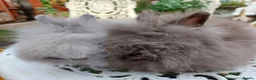 Angora rabbits for sale: PUREBRED TEDDYDWERG BABIES  - Advert 3