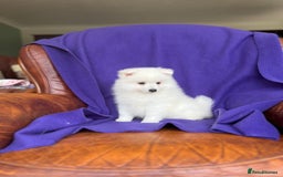 Japanese Spitz dogs for sale: Lovely Male Japanese spitz puppy - Image 10