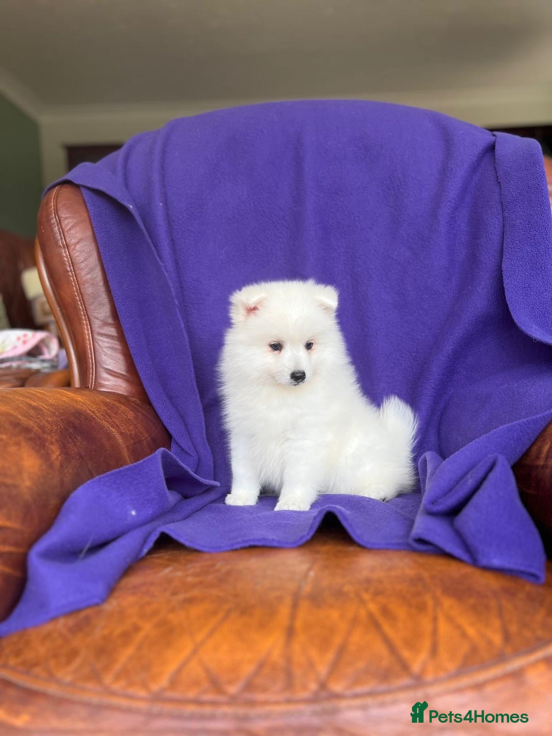 Japanese Spitz dogs for sale: Lovely Male Japanese spitz puppy - Image 10