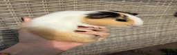 Guinea Pig rodents for sale: Boy guinea pigs for sale - Advert 3