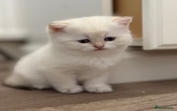 British Shorthair cats for sale: 🌟Purebred British Shorthair Golden Kittens🌟 - Image 22