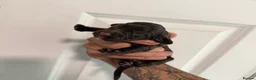 Sprocker dogs for sale: 10 cocker/sprocket spaniels available  - Advert 4