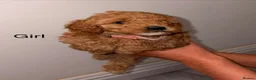 Cockapoo dogs for sale: Cockapoo puppies  in Ashford - Advert 3