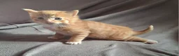 Domestic Shorthair cats for sale: Gorgeous ginger tabby and calico kittens - Advert 4