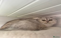 British Shorthair cats for sale: Champions Bloodlines  British and Scottish cats  in Feltham - Image 6