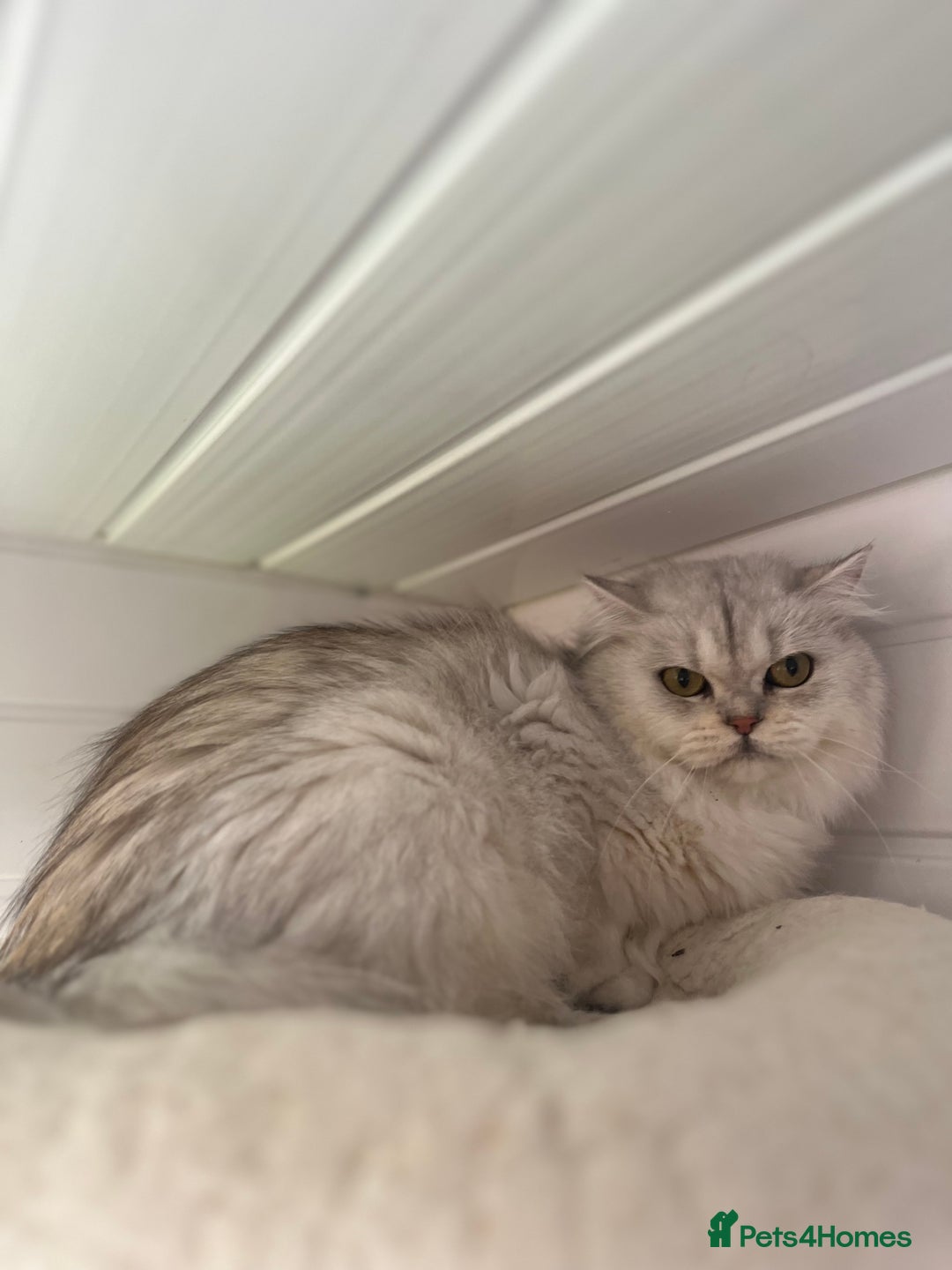 British Shorthair cats for sale: Champions Bloodlines  British and Scottish cats  in Feltham - Image 6
