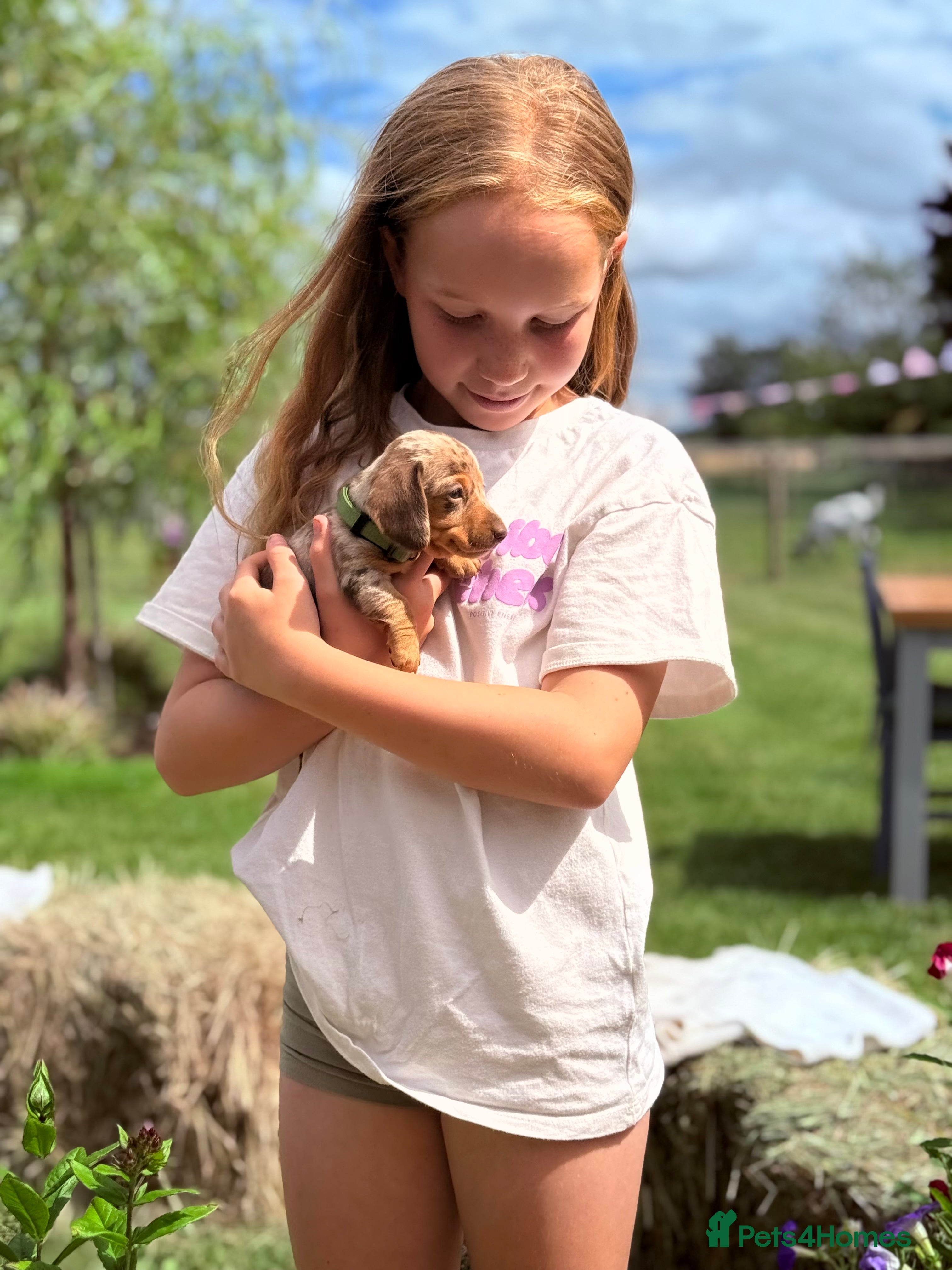 Miniature Dachshund dogs miniature dachshund ready in less than 4 WEEKS  - Advert 2