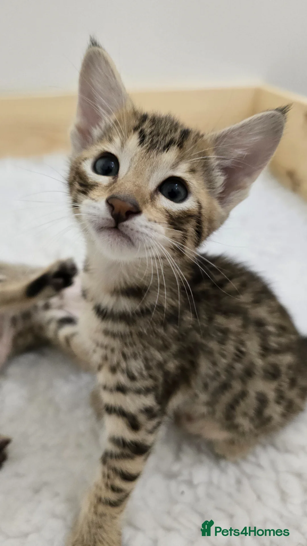 Savannah cats for sale: F8 savannah kittens- TICA registered  - Advert 19