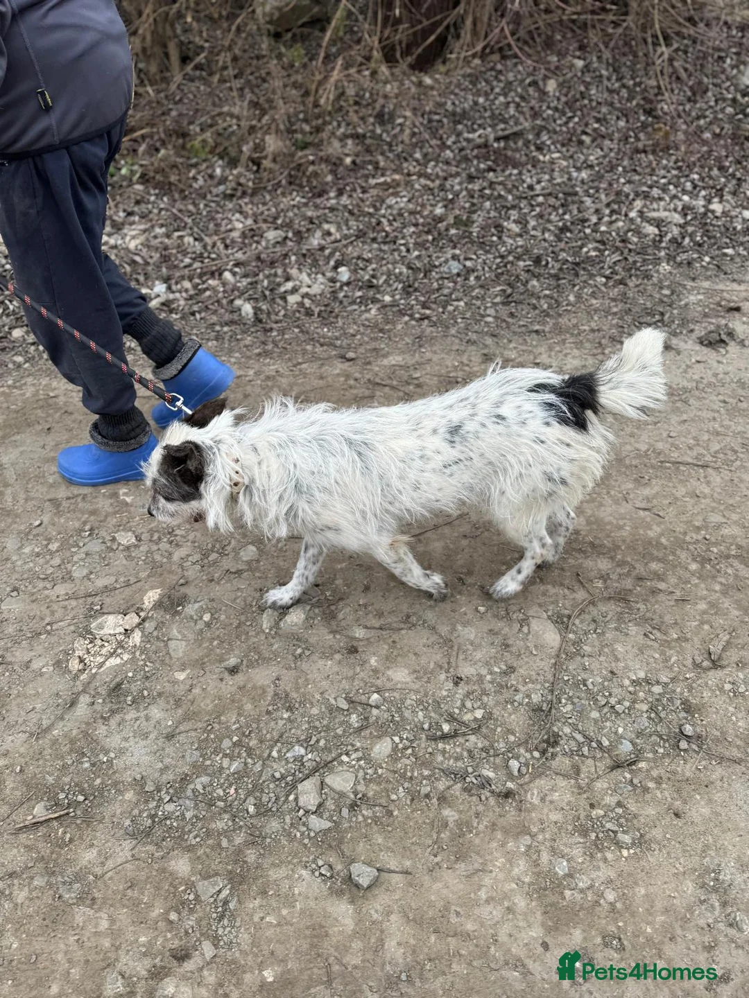 Mixed Breed dogs for adoption: 🐾MIRA🐾, a beautiful young girl for a Loving Home - Advert 14