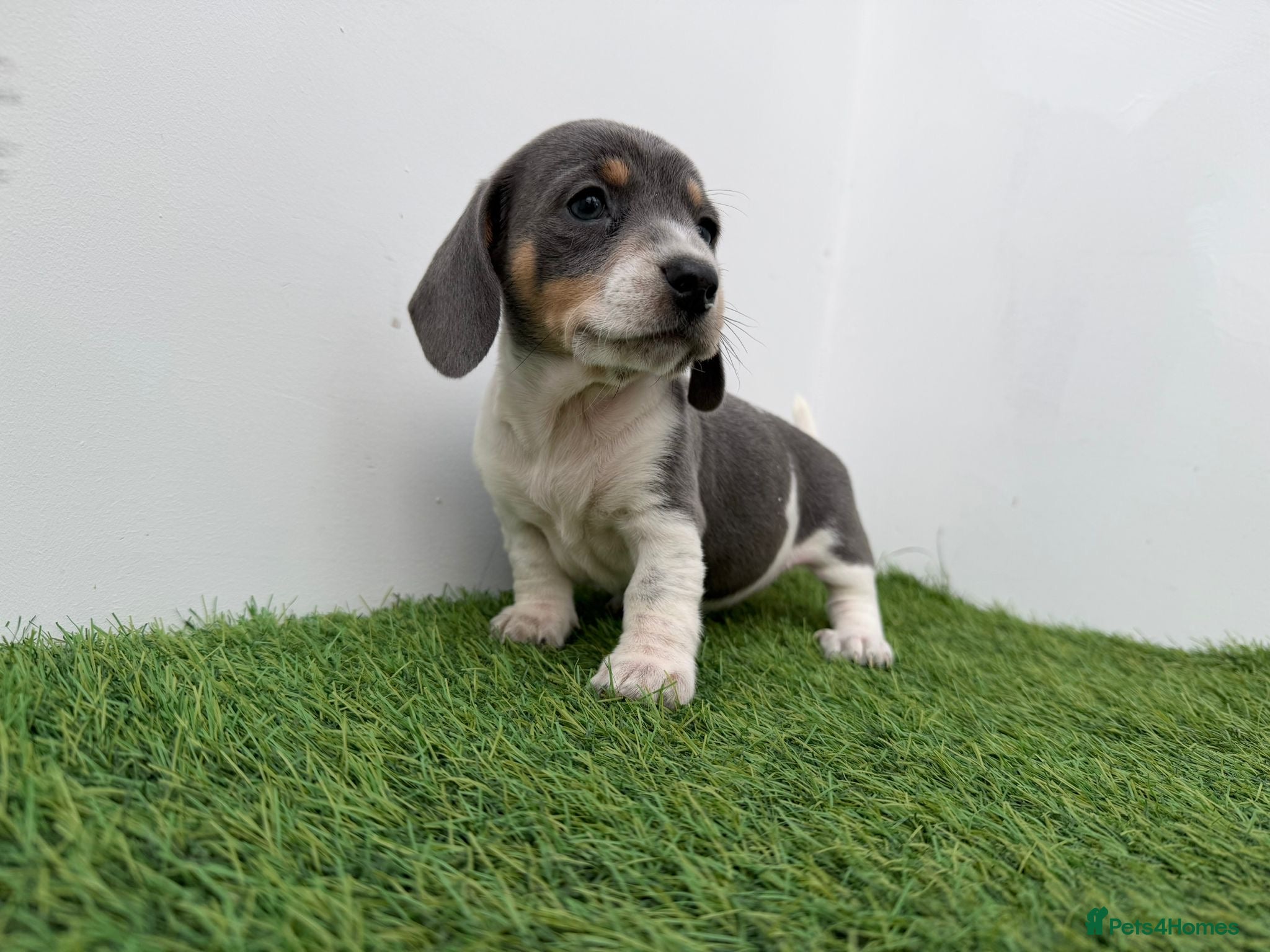 Miniature Dachshund dogs BEAUTIFUL MINIATURE DACHSHUNDS DAPPLE  - Advert 8