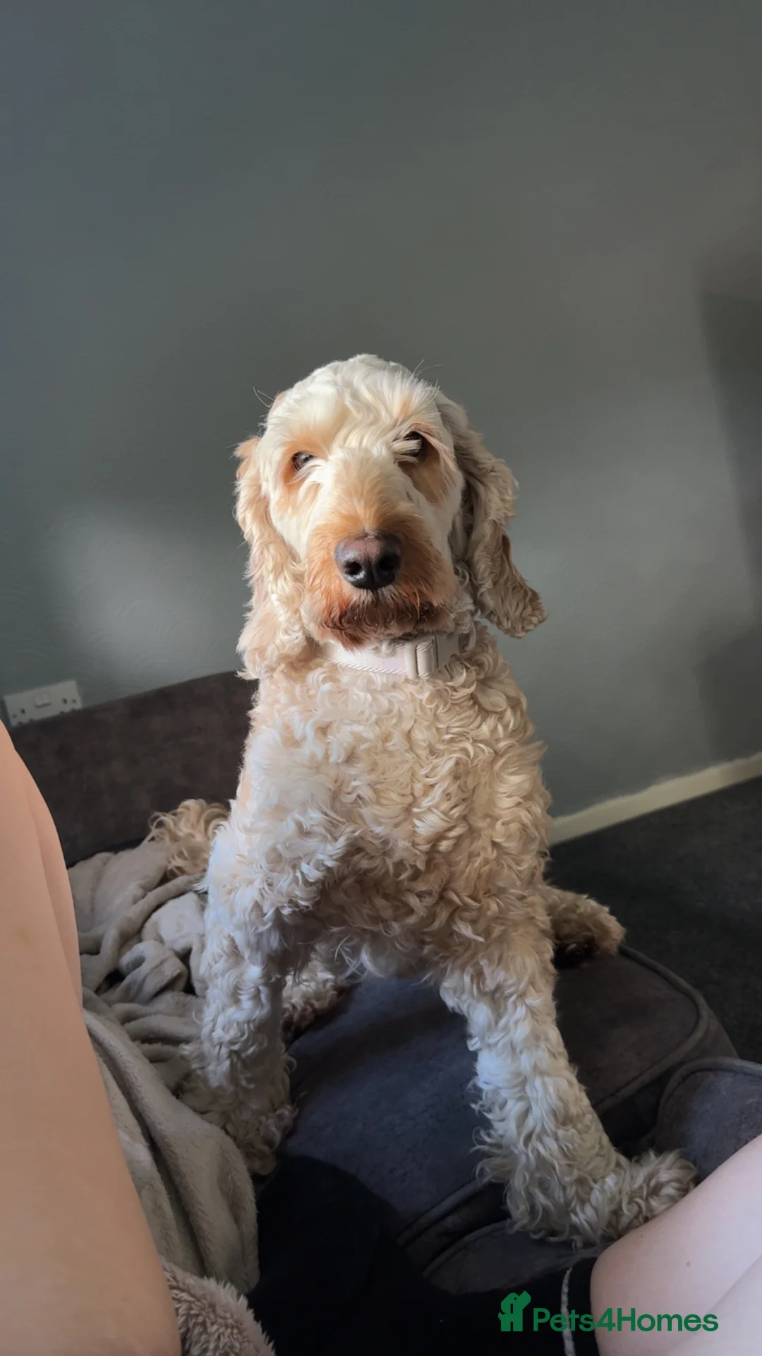 Cockapoo dogs for sale: Lola the cockapoo - Advert 6