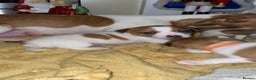 Jack Russell dogs for sale: Jack Russell Terriors  - Advert 12