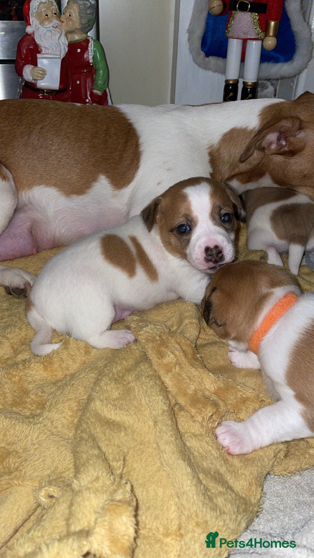 Jack Russell dogs for sale: Jack Russell Terriors  - Advert 12