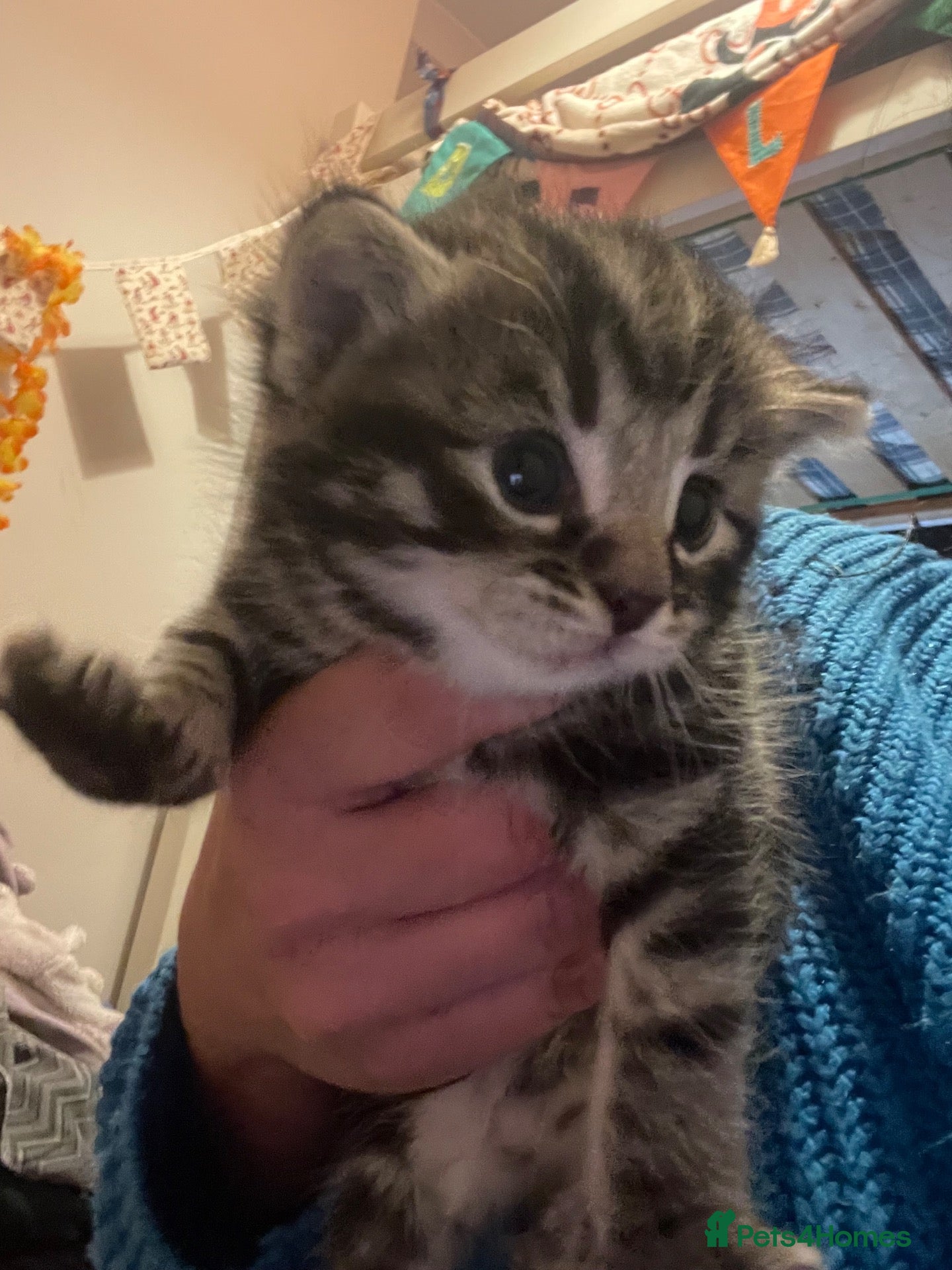 Domestic Shorthair cats Beautiful fluffy Tabby kitten available  - Advert 15