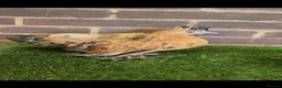 Chickens poultry for sale: Sablepoot Pullet Growers  - Advert 1