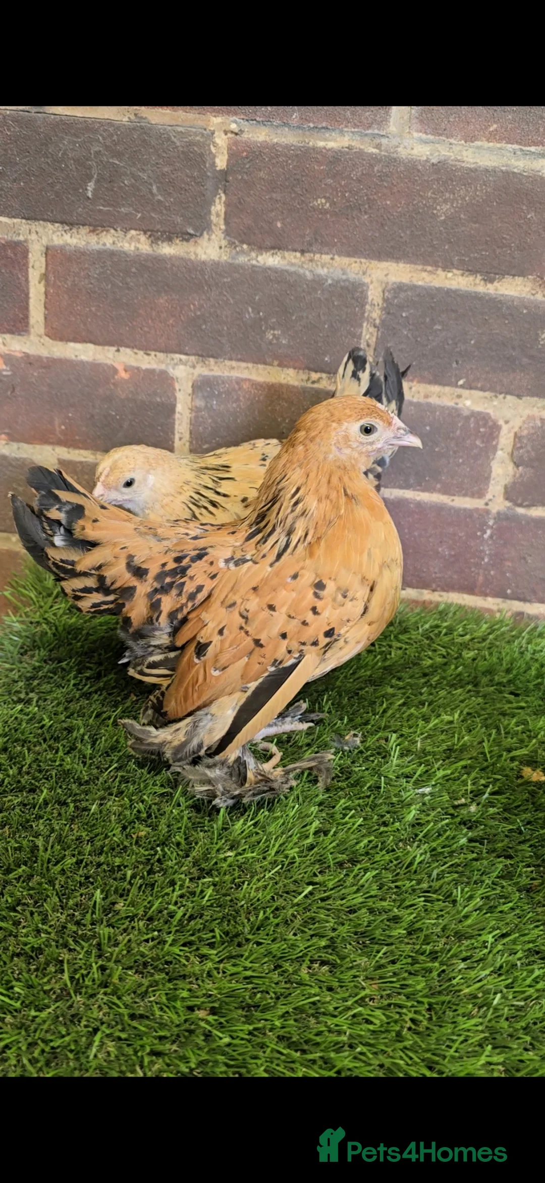 Chickens poultry for sale: Sablepoot Pullet Growers  - Advert 1
