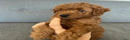 Miniature Poodle dogs for sale: Small Miniature Poodle Boys - Advert 4