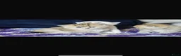 British Shorthair cats for stud: Golden tipped British shorthair  - Advert 11