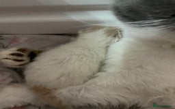 Exotic cats for sale: 🔥 GCCF MALE EXOTIC KITTEN OUTSTANDING 🔥 - Image 4