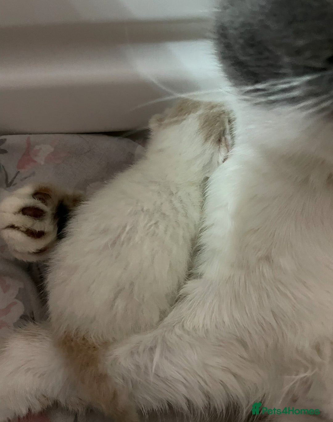 Exotic cats for sale: 🔥 GCCF MALE EXOTIC KITTEN OUTSTANDING 🔥 - Image 4