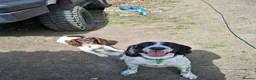 English Springer Spaniel dogs for stud: Beautiful Proven Springer Spaniel for stud. - Advert 3