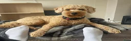 Cockapoo dogs for sale: TEDDY - Advert 3