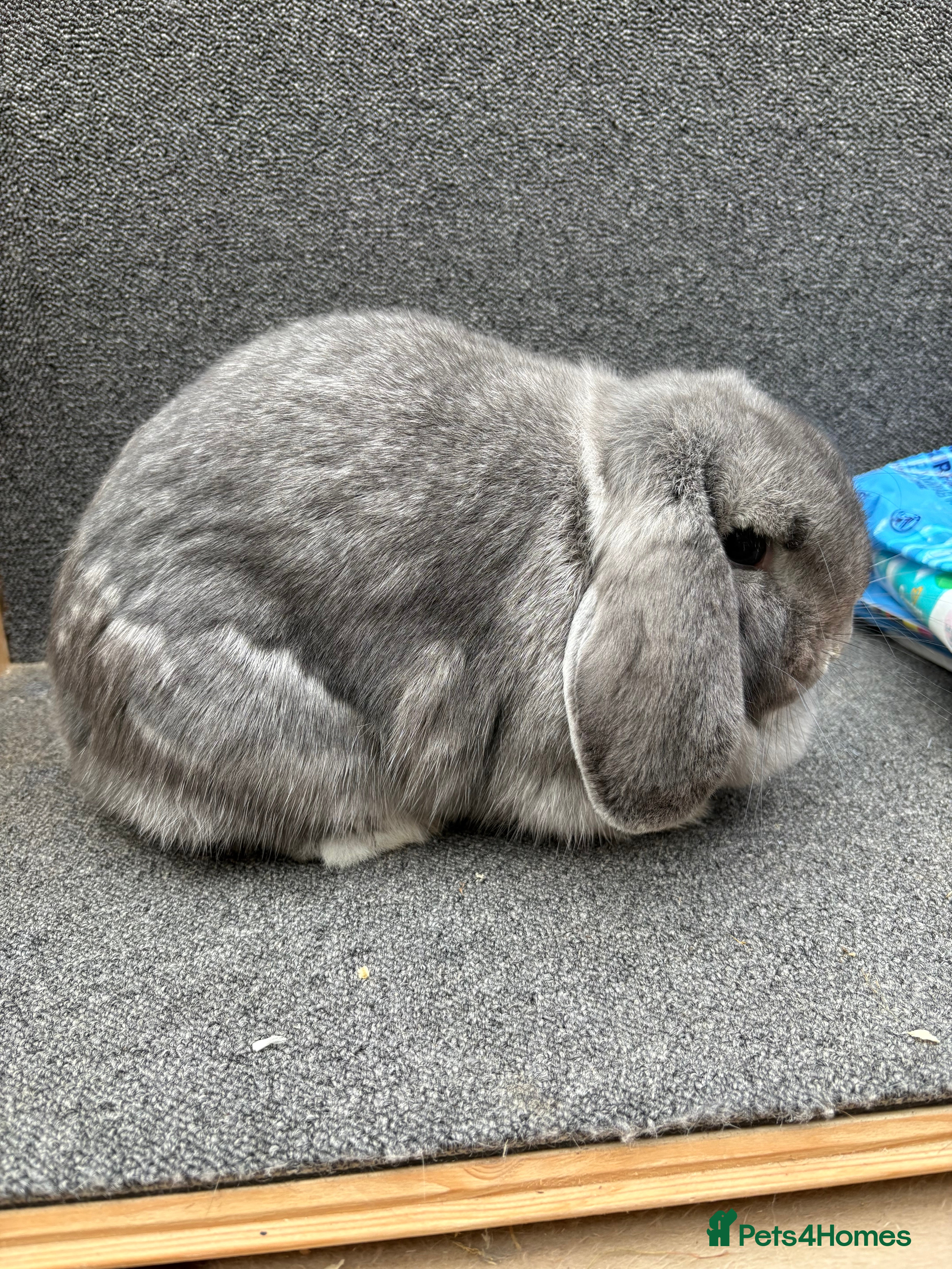 Mini Lop rabbits Mini Lop x Dwarf Lop Babies - Advert 10