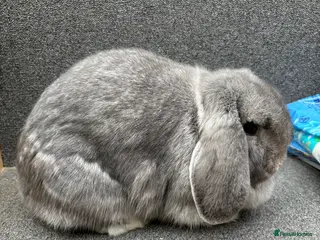 Mini Lop rabbits Mini Lop x Dwarf Lop Babies - Advert 10