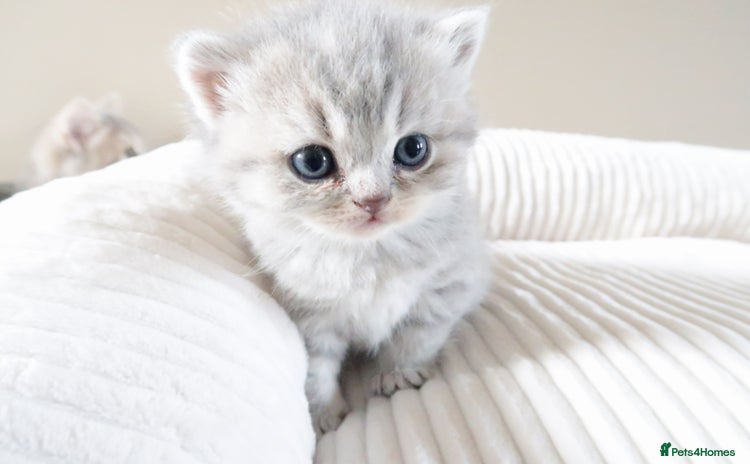 British Shorthair cats - Advert 2