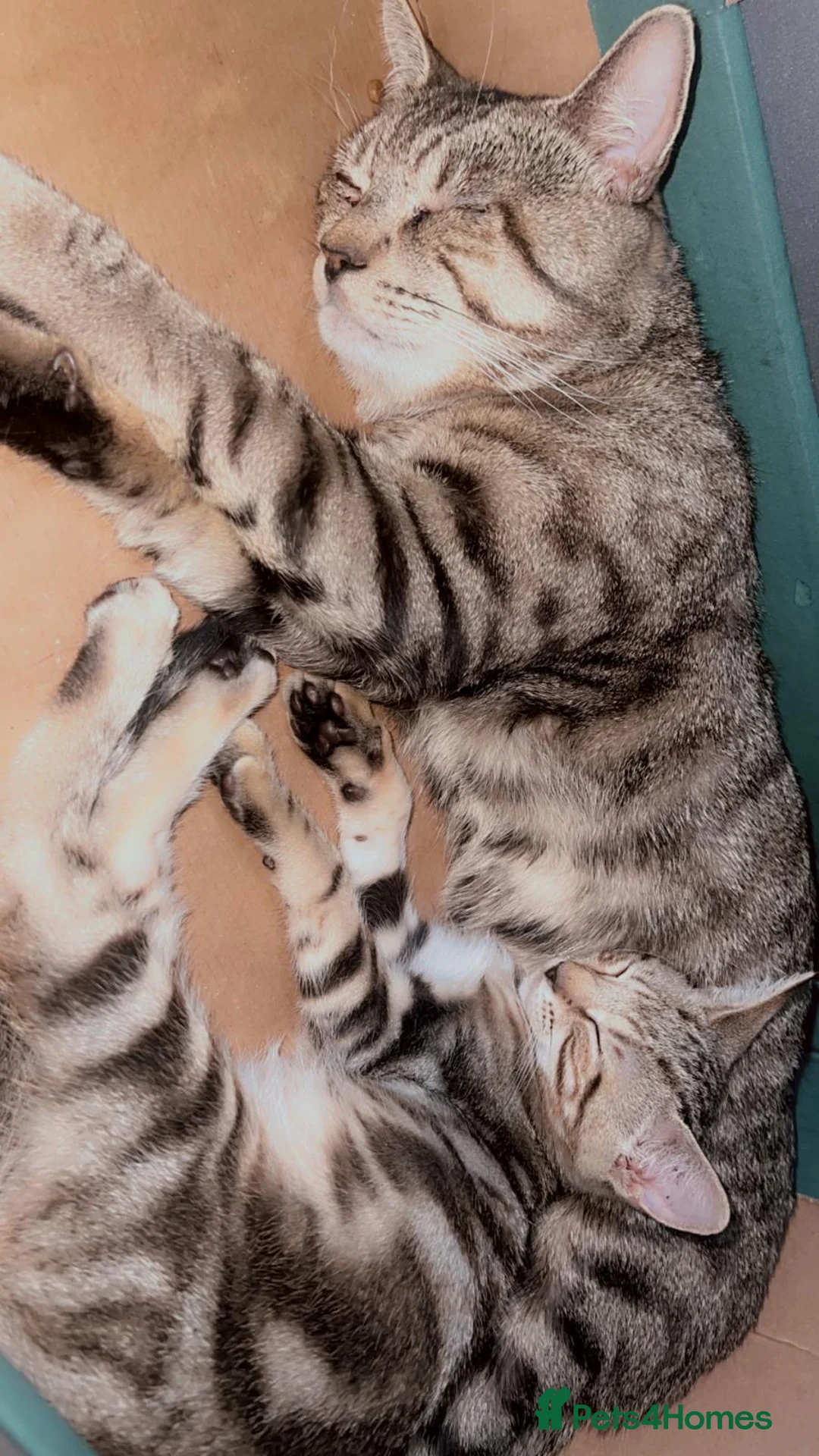 Mixed Breed cats for sale: Kittens  - Advert 2