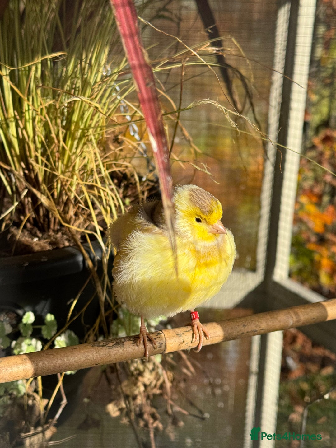 Canaries birds for sale: Selection of Fife Canaries for sale - Advert 5