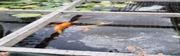 Koi Carp fish for sale: Mix of goldfish and koi  in Hereford - Advert 4