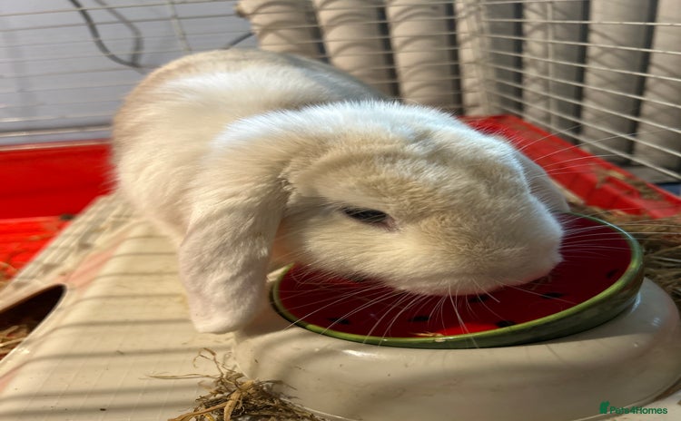 Mini Lop rabbits - Advert 1