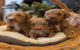 Australian Labradoodle dogs for sale: Mini Australian labradoodles, DNA health tested. - Image 6