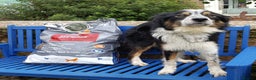 Border Collie dogs for stud: Rough coated , Tri colour Border Collie at Stud.  - Advert 9