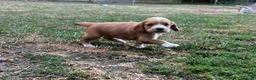 Cocker Spaniel dogs for sale: KC registered Working Cocker Spaniels - Advert 7