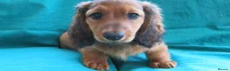 Miniature Dachshund dogs for sale: Miniature Longhaired Dachshund - Advert 3