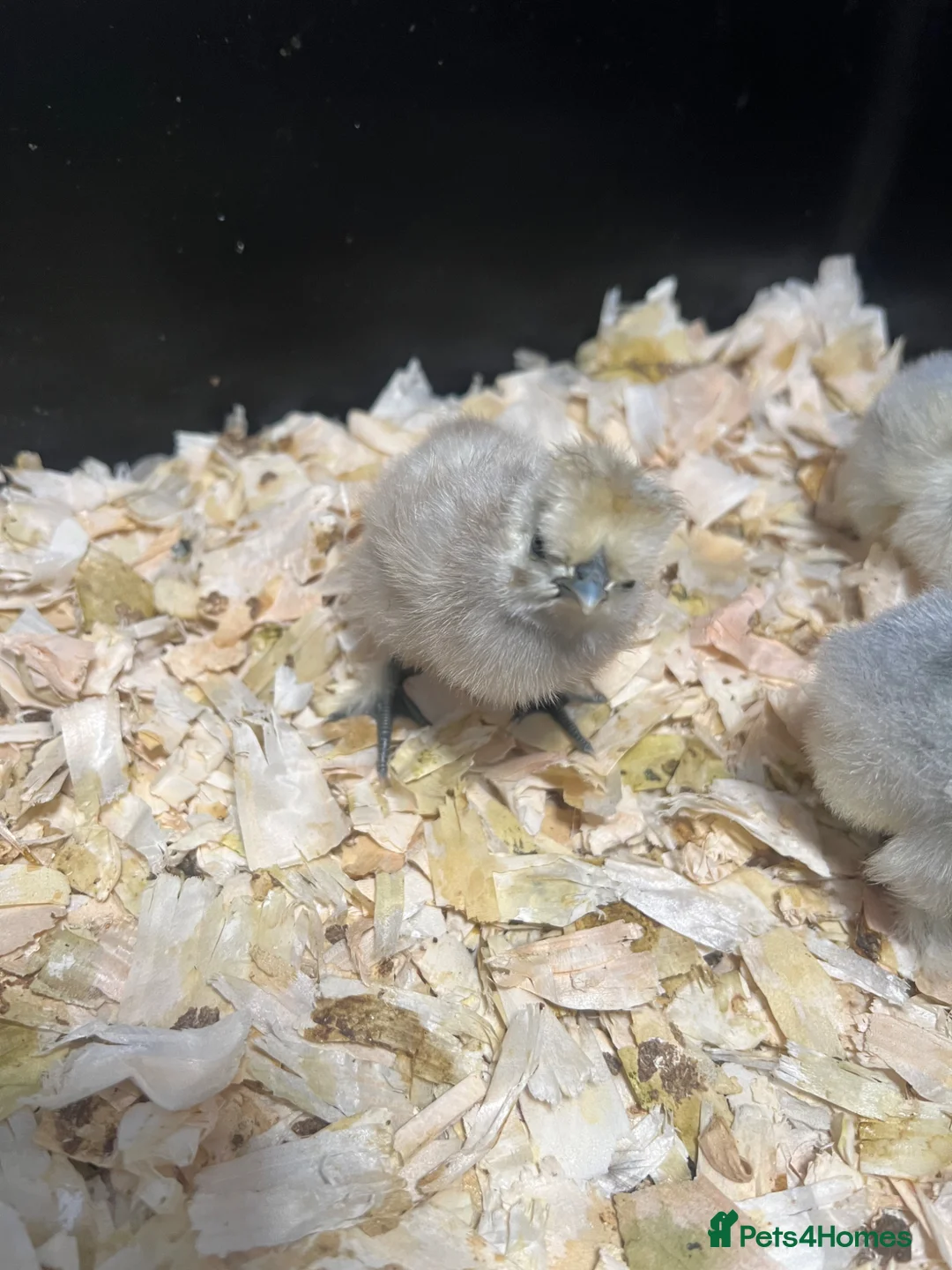 Chickens poultry for sale: Pekin & Silkie Bantam Chicks  - Advert 2